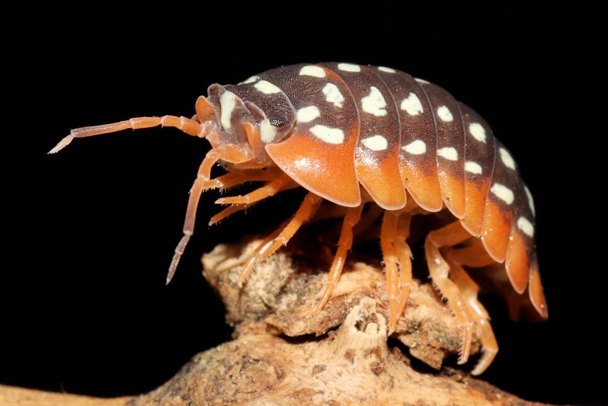 Armadillidium werneri