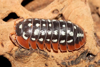 Armadillidium werneri