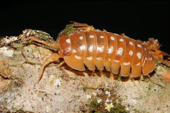 Armadillidium werneri "Orange"