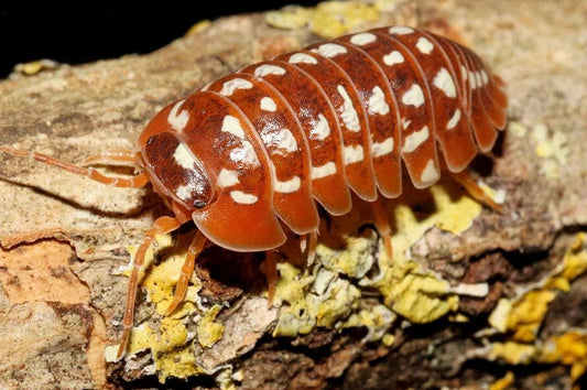 Armadillidium werneri "Orange"