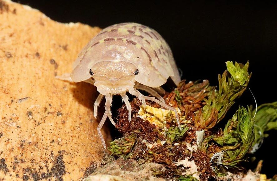 Armadillidium ameglioi
