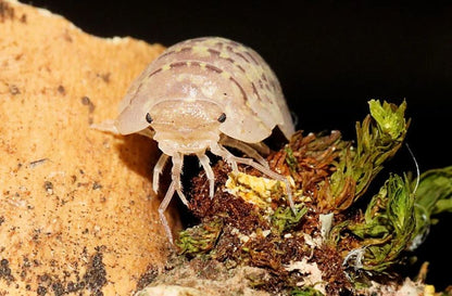 Armadillidium ameglioi