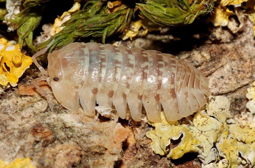 Armadillidium ameglioi