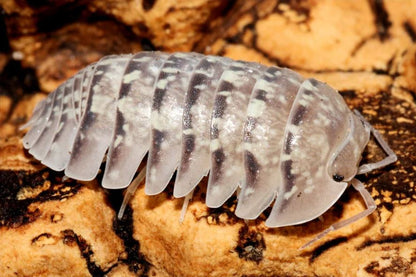 Armadillidium ameglioi
