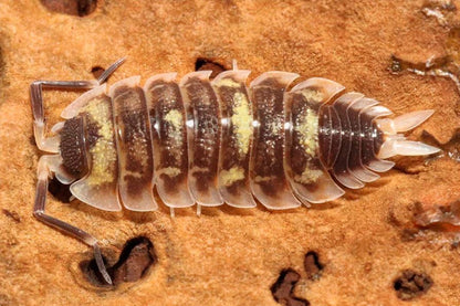 Porcellio antalya