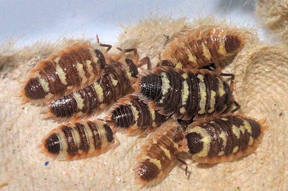 Porcellio antalya