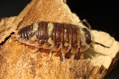 Porcellio antalya