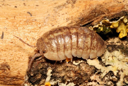 Armadillidium marmoratum