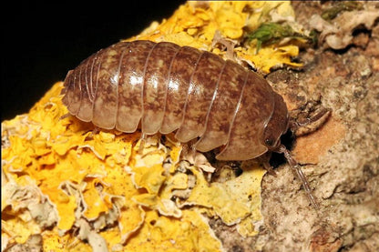 Armadillidium marmoratum