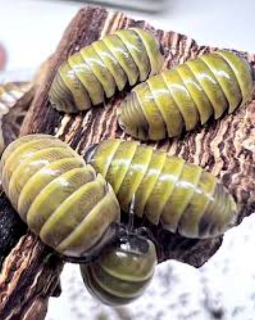 Armadillidium badium "Yellow"