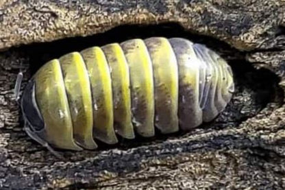 Armadillidium badium "Yellow"