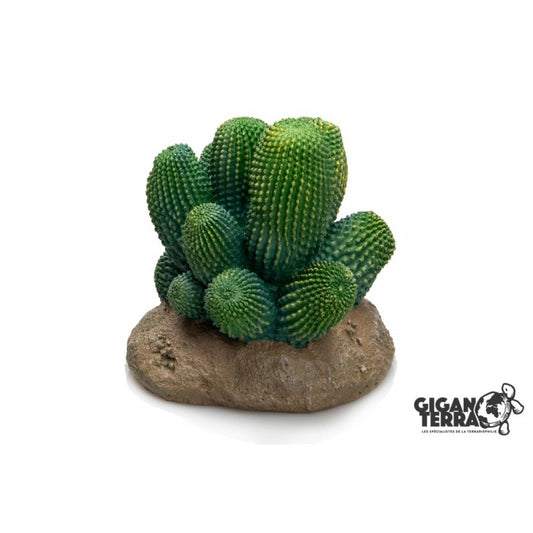 Giganterra - Cactus 12x12x13cm