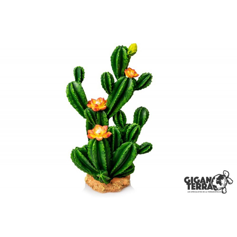 Giganterra - Cactus