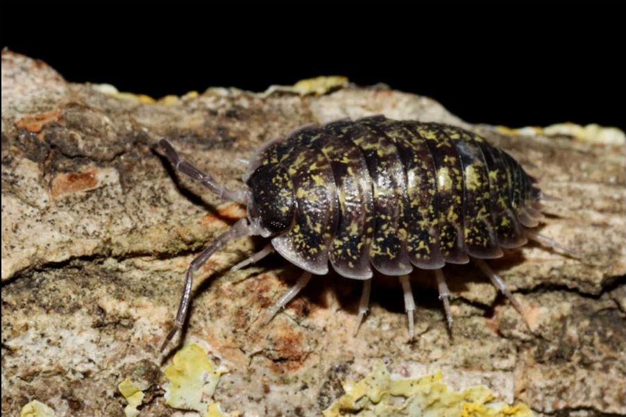 Porcellio flavomarginatus "Crete High Yellow"