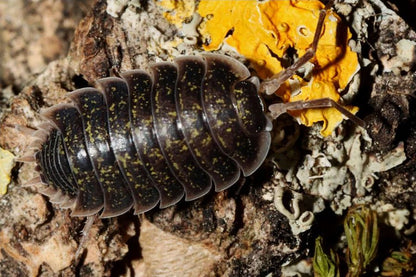 Porcellio flavomarginatus "Crete High Yellow"