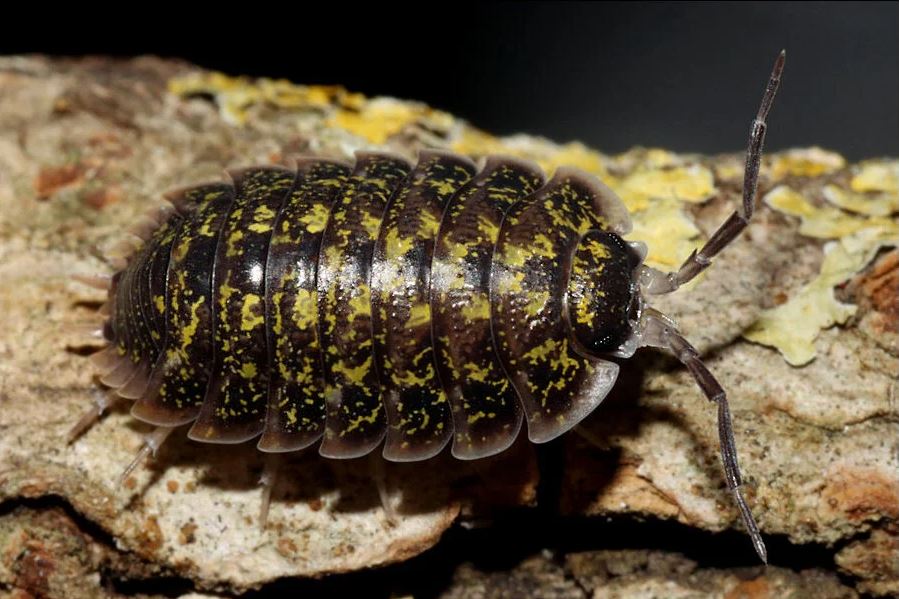 Porcellio flavomarginatus "Crete High Yellow"
