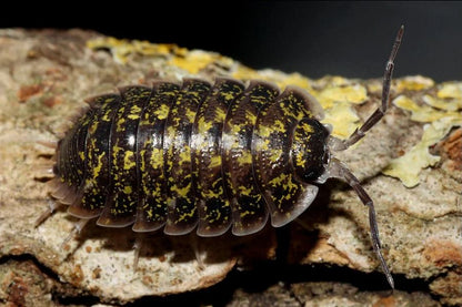 Porcellio flavomarginatus "Crete High Yellow"