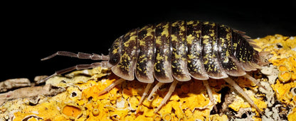 Porcellio flavomarginatus "Crete High Yellow"