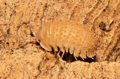 Cristarmadillidium muricatum