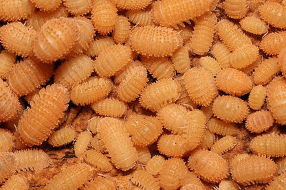 Cristarmadillidium muricatum