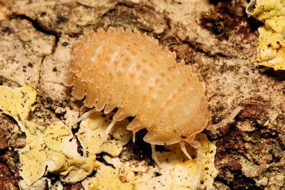 Cristarmadillidium muricatum