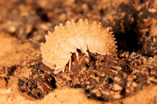 Cristarmadillidium muricatum