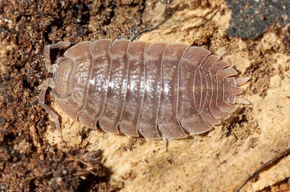 Porcellio diltatus