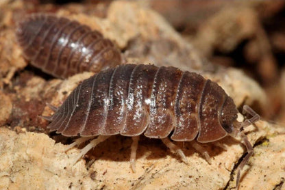 Porcellio diltatus