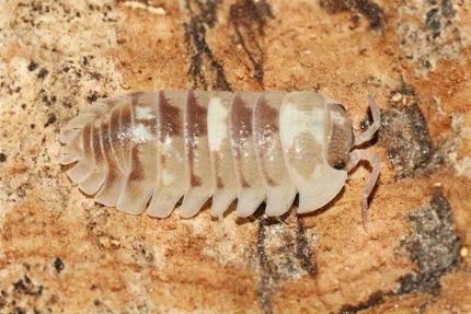 Armadillidium espanyoli "Marbleized"