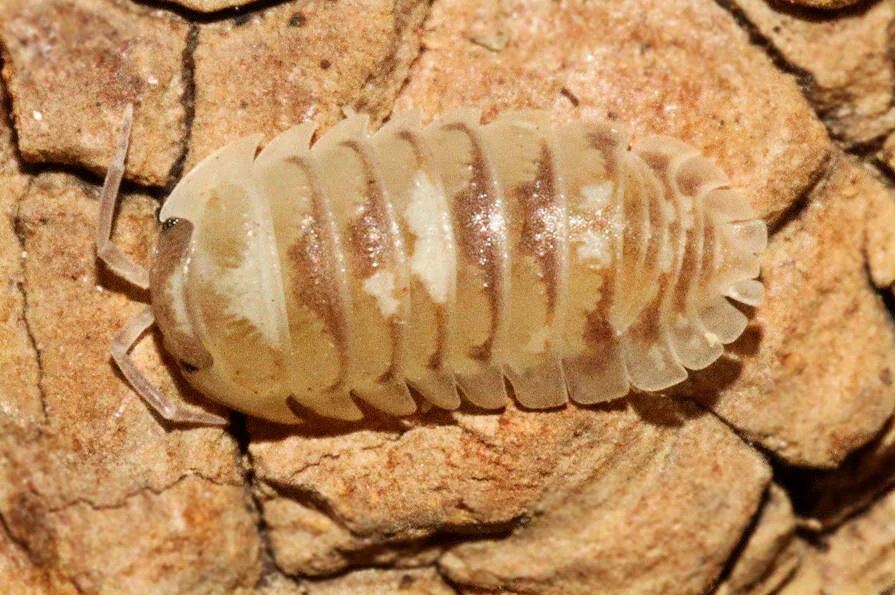 Armadillidium espanyoli "Marbleized"