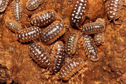 Armadillidium flavoscutatum