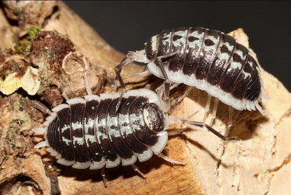 Porcellio flavomarginatus