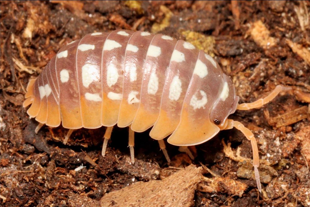 Armadillidium flavoscutatum