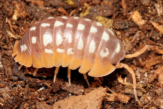 Armadillidium flavoscutatum