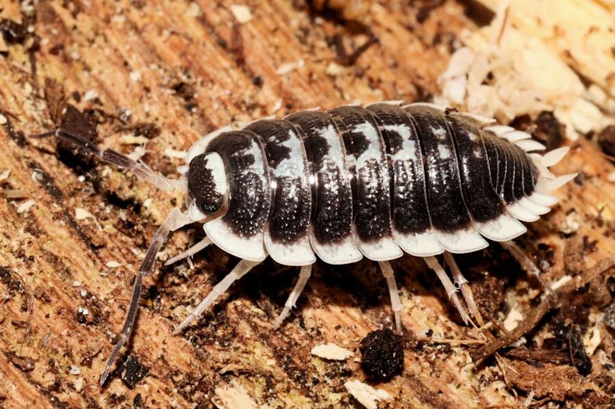 Porcellio flavomarginatus