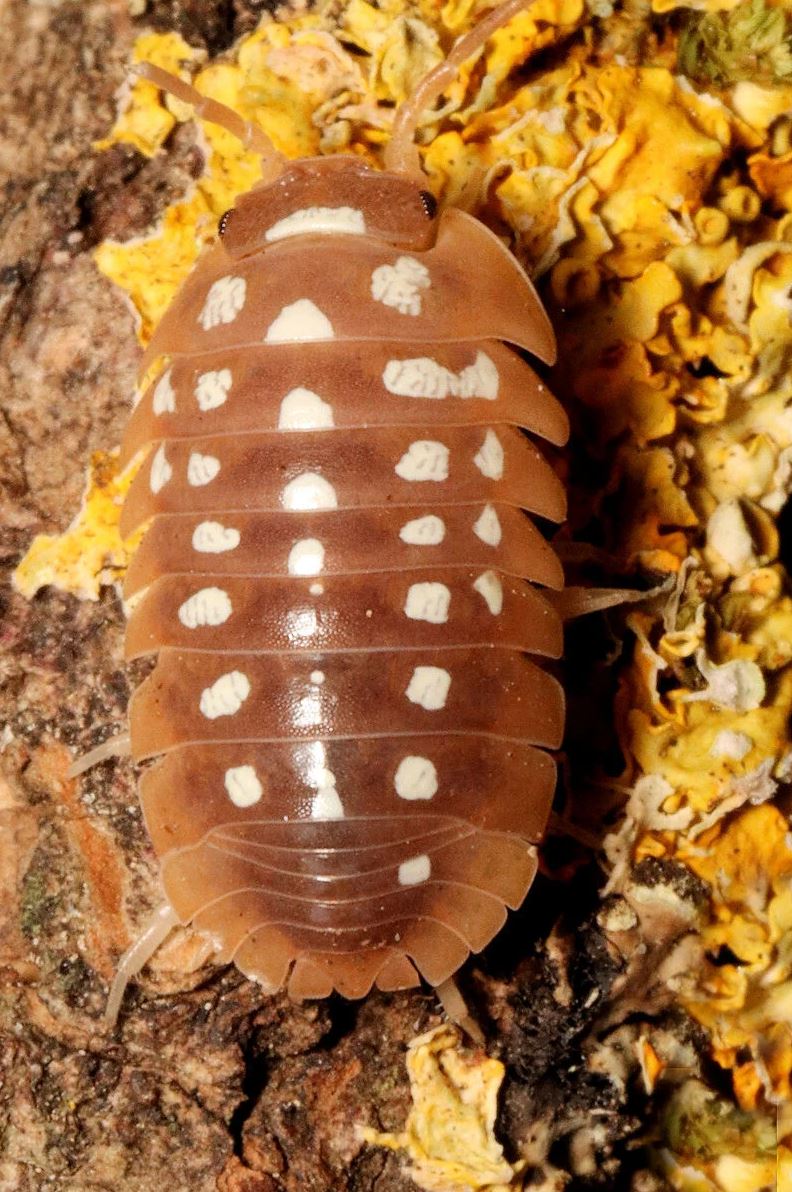 Armadillidium flavoscutatum