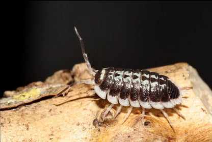 Porcellio flavomarginatus