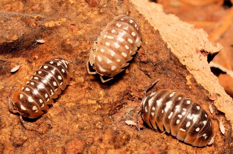 Armadillidium flavoscutatum