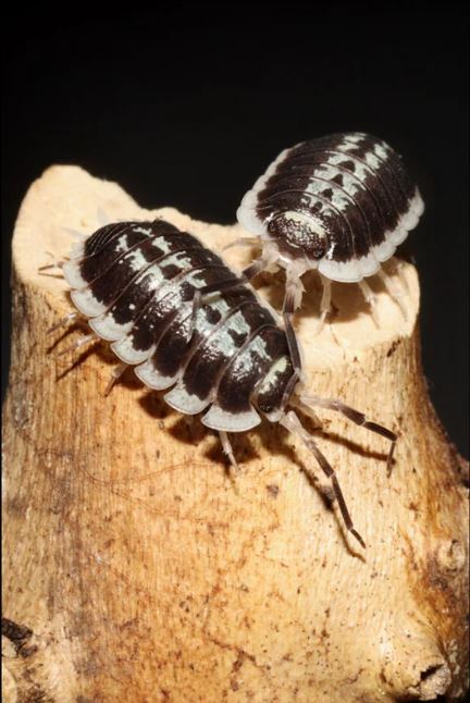 Porcellio flavomarginatus
