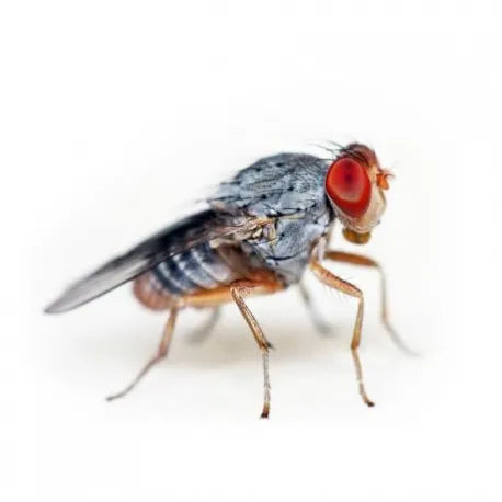 Fruit fly Large