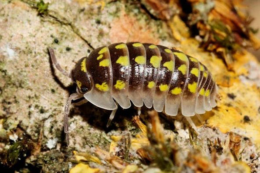 Armadillidium gestroi