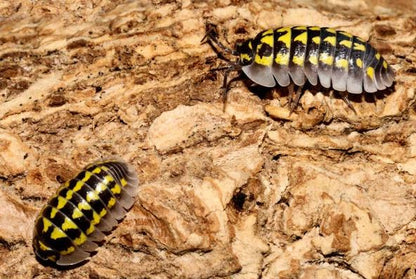 Armadillidium gestroi