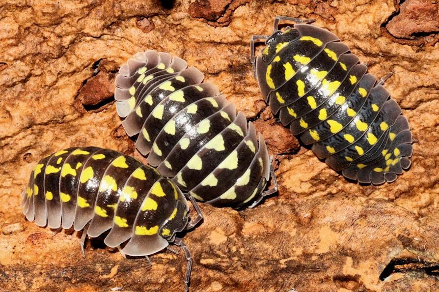 Armadillidium gestroi