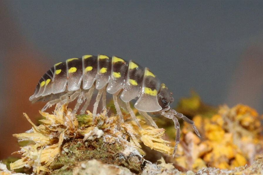 Armadillidium gestroi