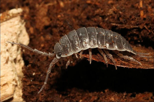 Porcellio flavosinctus "Gibraltar"