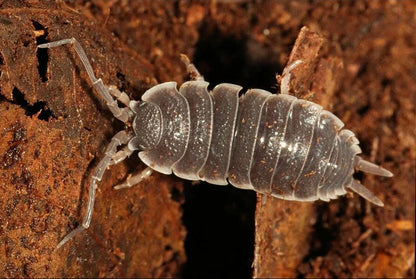 Porcellio flavosinctus "Gibraltar"