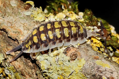 Porcellio haasi "High Yellow"