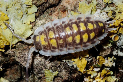 Porcellio haasi "High Yellow"