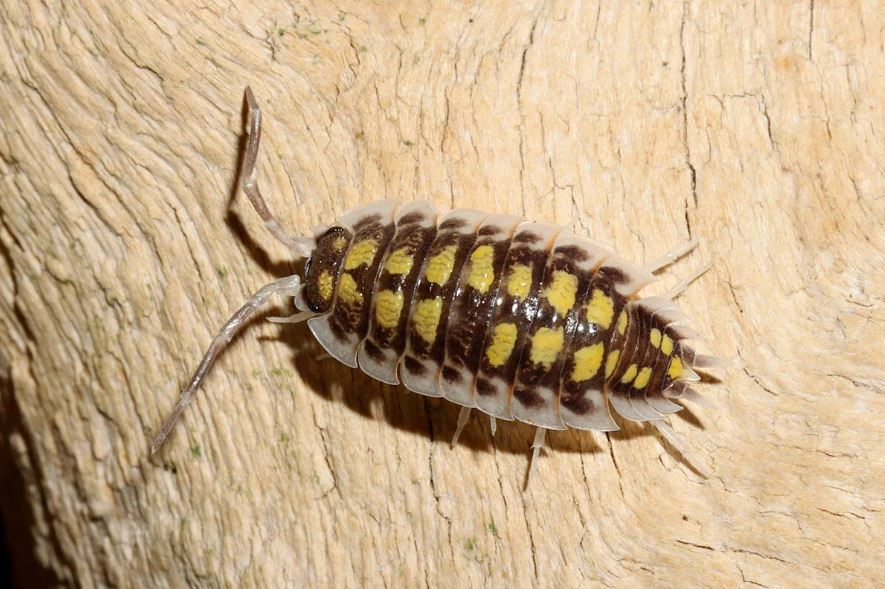 Porcellio haasi "High Yellow"