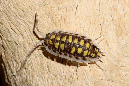 Porcellio haasi "High Yellow"